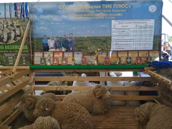 Ram, Sheep — Russia
