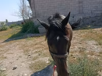 Yegua, Skyros Pony — foto 2
