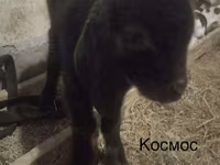 बकरा, Kamori goats — फ़ोटो 6