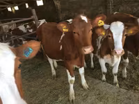 Cow, Swiss cattle — photo 2