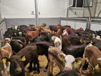 Bull, Cattle — photo 1