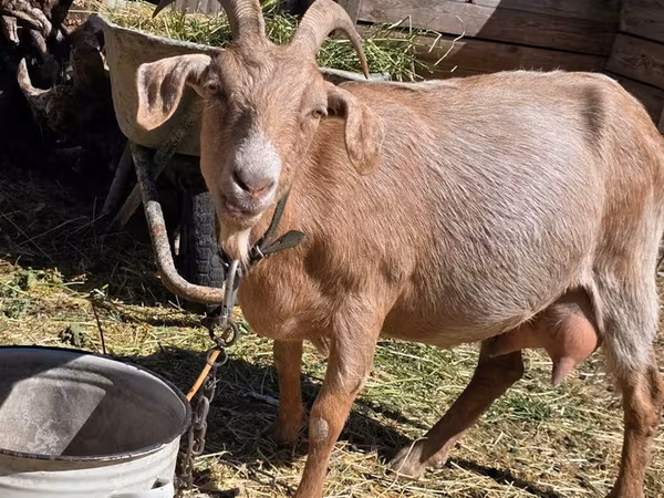 母山羊, Goats