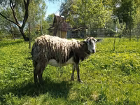 Goat, Kejobong goat — photo 1