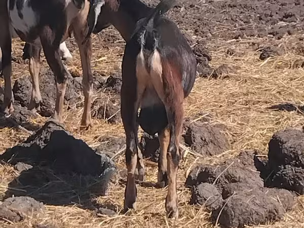 تيس, الماعز