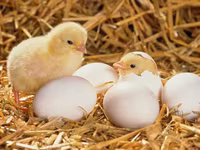 Premixuri pentru păsări şi animale / Премиксы для птиц и животных — photo 1