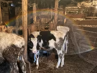 Toro, Raza Holstein — foto 8