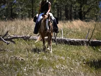 ცხენი, Gypsy horse — ფოტო 7