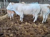 Vaca, Raza de vaca — foto 2