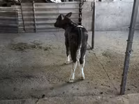 Bull, Cattle — photo 3
