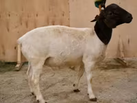 Ram, Dorper sheep — photo 1