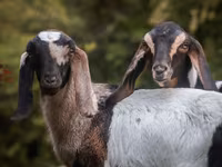 बकरी, Nubian Goat — फ़ोटो 5