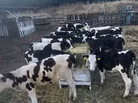 母牛, Cattle — 照片 1