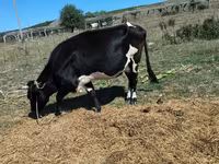 母牛, Cattle — 照片 5