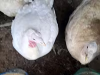 Turkeys — Foto 1