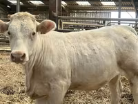 ძროხა, Charolais cattle — ფოტო 1