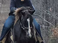 حصان, Rocky Mountain Horse — الصورة 3