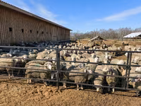 Sheep, Kuibyshev sheep — photo 7