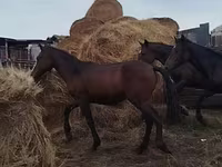 ცხენი, Horse breed — ფოტო 7