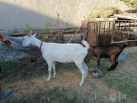 თხა, Saanen goat — ფოტო 6