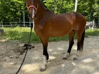 კვიცი, Dutch warmblood horse — ფოტო 5