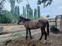 Stute, French Trotter — Foto 1