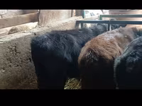 Bulle, Aberdeen-Angus — Foto 8