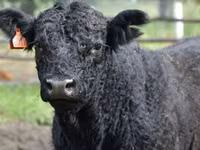 Cow, Simmental cattle — photo 7