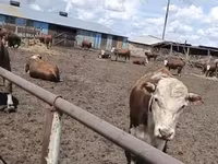 Toro, Vaca kazaja de cabeza blanca — foto 2