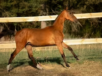 Hengst, Akhal-Teke — Foto 5