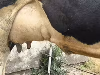 母牛, Russian Black pied cattle — 照片 7