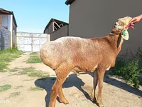 मेढ़ा, Agin sheep — फ़ोटो 4