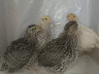 Quails — ფოტო 1