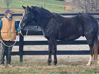 حصان, Rocky Mountain Horse — الصورة 2