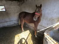 Horse (M), Thoroughbred horse — photo 5