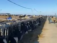 गाय, Russian Black pied cattle — फ़ोटो 6