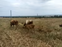 Bull, Cattle — photo 3