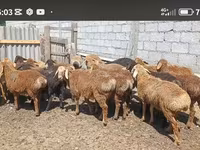 كبش, Kazakh fat-tailed coarsewool sheep — الصورة 1