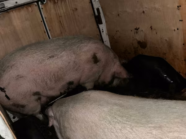 母猪, Pigs