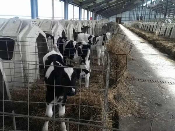 Bulle, Holstein-Rasse