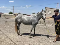 فرس, Orlov Trotter — الصورة 2