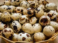 Premix pentru prepelițe ouătoare cu stimulator natural — foto 1