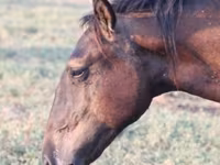 Horse (M), Vladimir heavy draft — photo 2