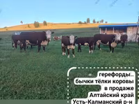 Бык, Герефорд — фото 7