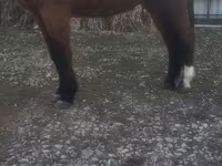 公马, Horses — 照片 1