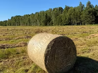 Сено луговое разнотравье — الصورة 1