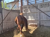 Hengst, Arabian horse — Foto 5