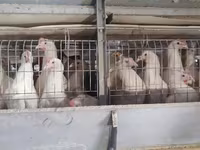 Chickens — फ़ोटो 2