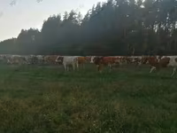 Cow, Montbéliarde — photo 5