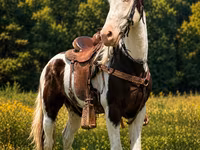 حصان, Appaloosa — الصورة 2