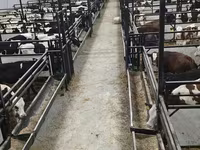 Bull, Holstein breed — photo 1